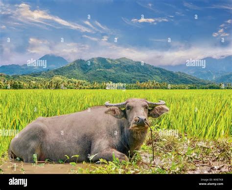 picture ng kalabaw|48 Kalabaw Stock Photos and High.